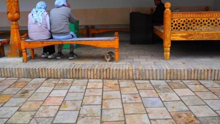 A small tabby cat sits underneath a wooden bench carved with Islamic motifs where a man and woman sit with their backs to the viewer. 